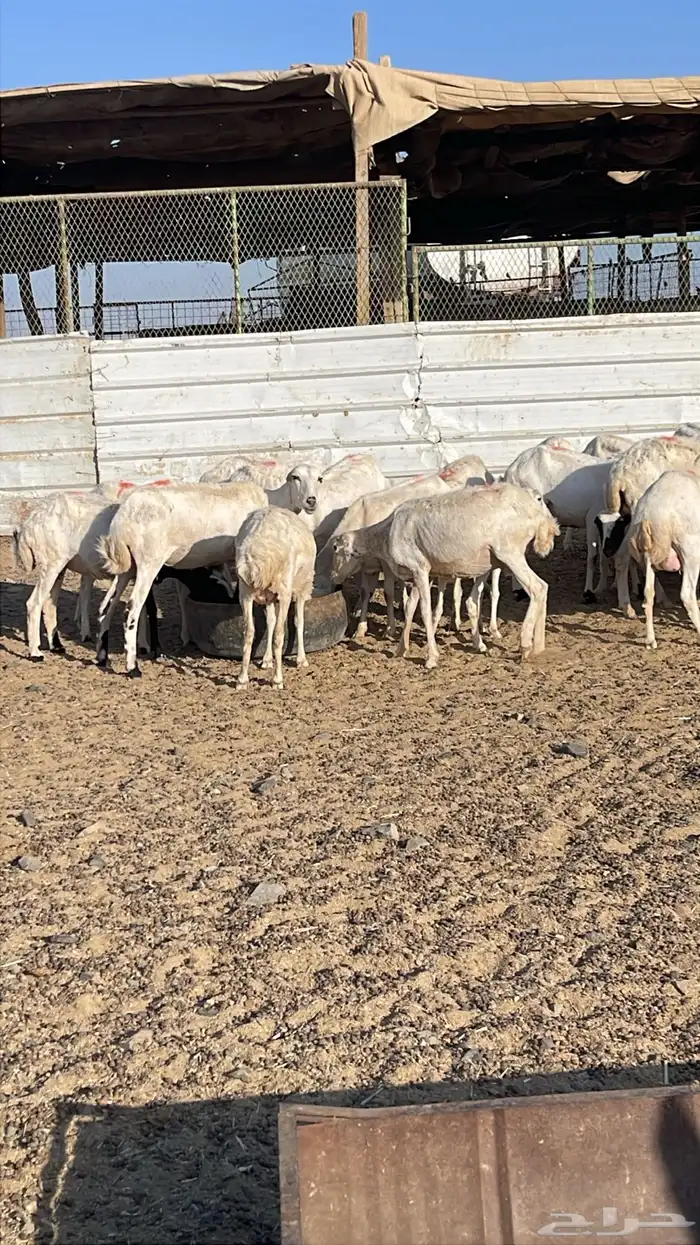 غنم رفيد مواليد عددها 61 تحتها 61 0