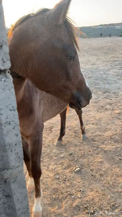 مهره للبيع index