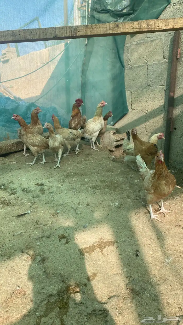 chickens 1500 pieces 13