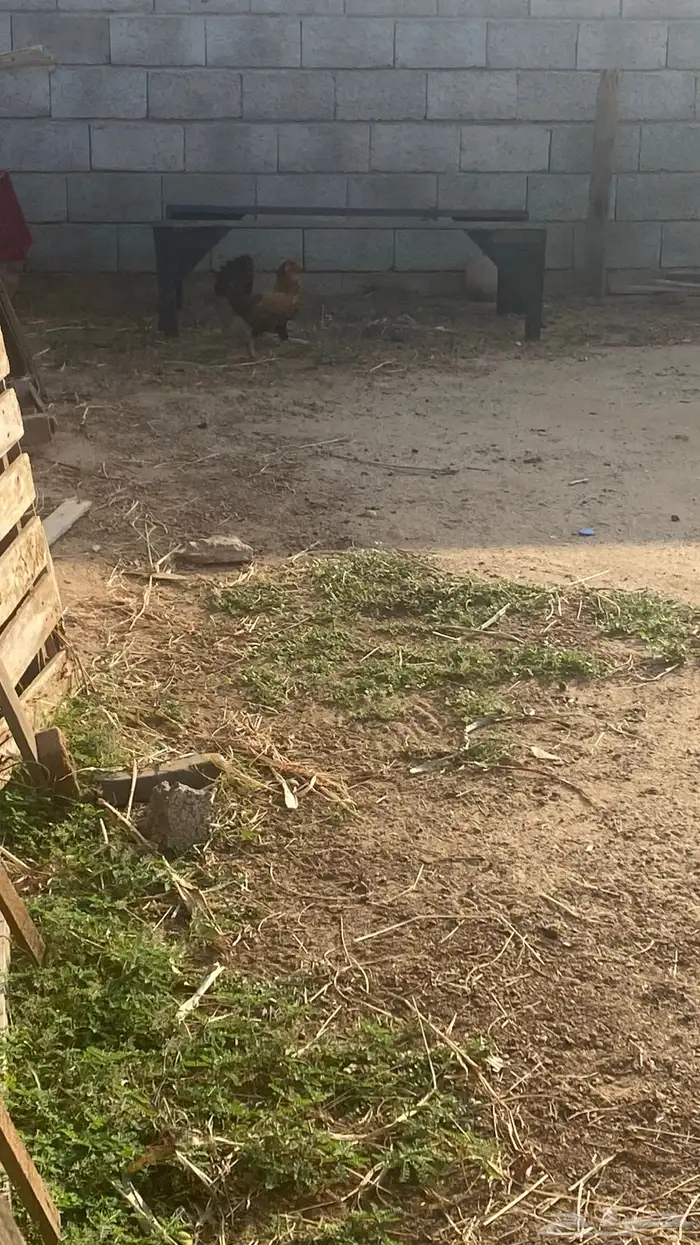 دجاج للبيع 6