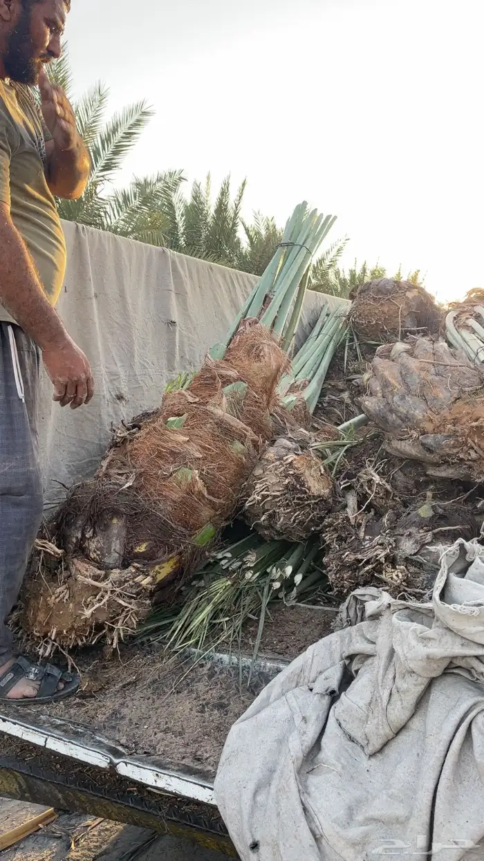 نخل مثمر بجميع أنواعه اخلاص برحي سكري مجدول وجميع انواع الن 6