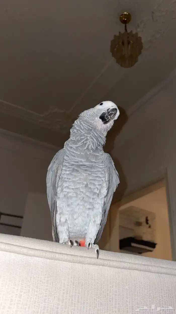 ببغاء كاسكو افريقي طفرة حمرا 0