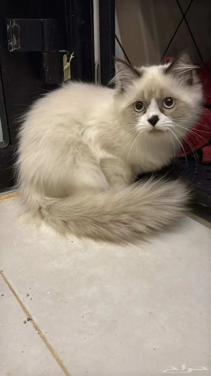 قطط هملايا 4