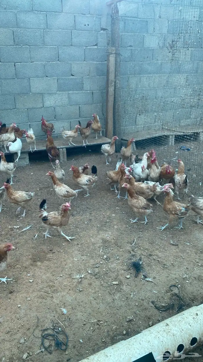 chickens 1500 pieces 15