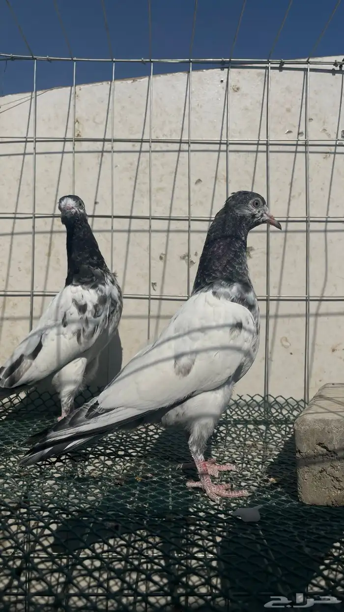 حمام باكستاني 1