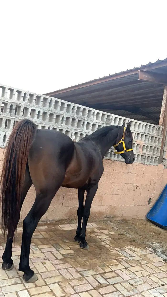 حصان واهو ولد جعفر الشقب 1