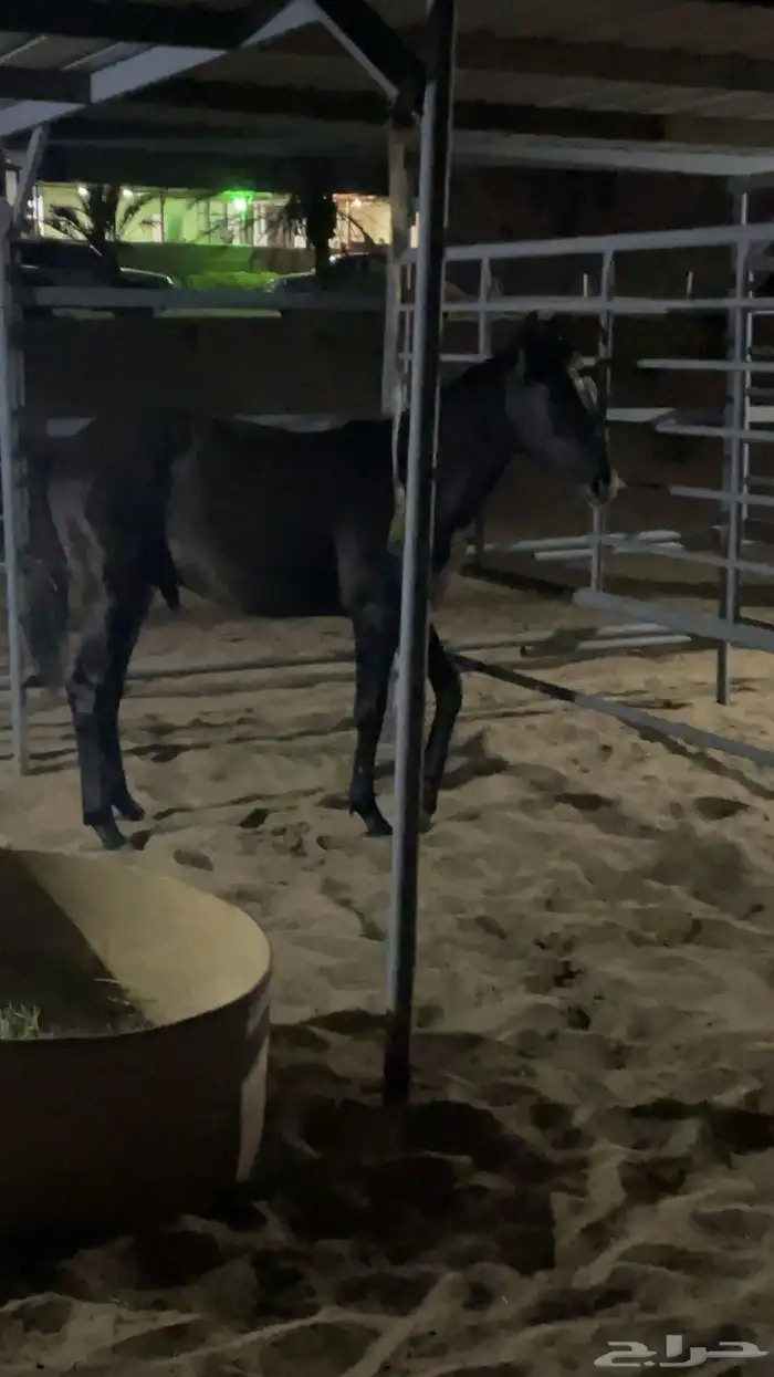 مهر جزيري جبر 4