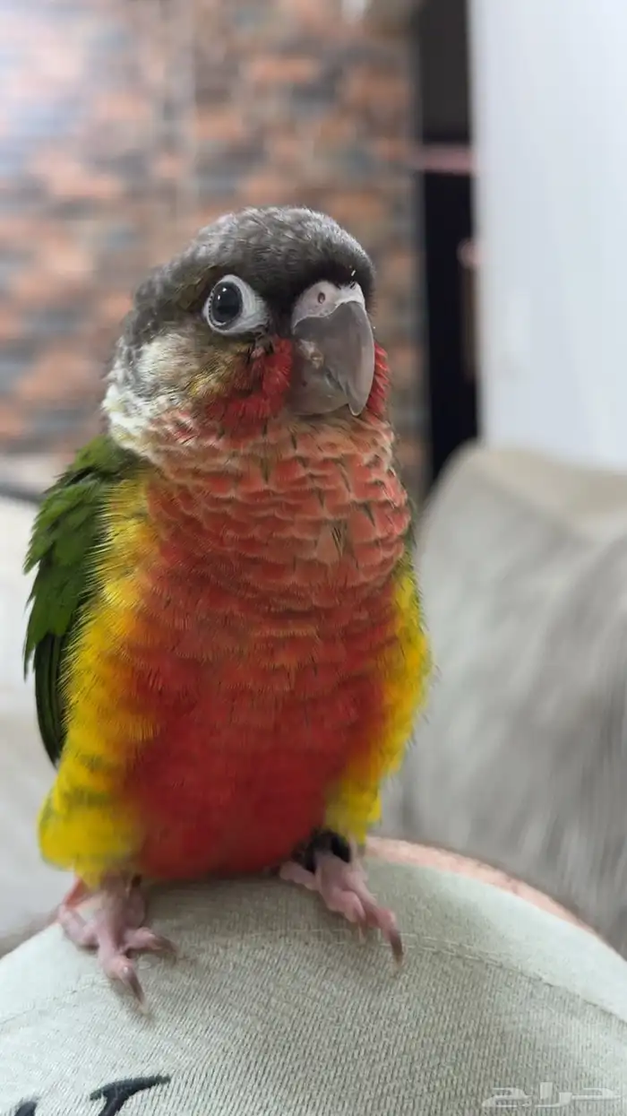 كنيور دبل رد فاكتور ( تم البيع خارج الموقع ) 3