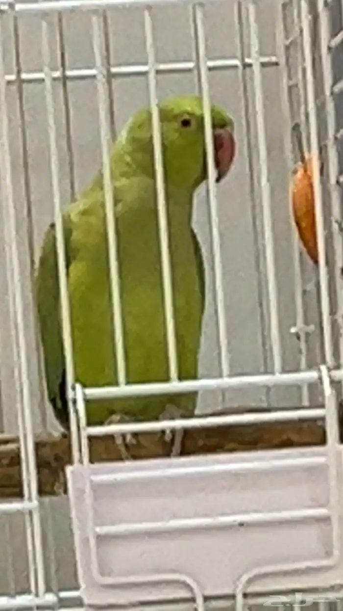 طيور درة وجوز انتاج 1