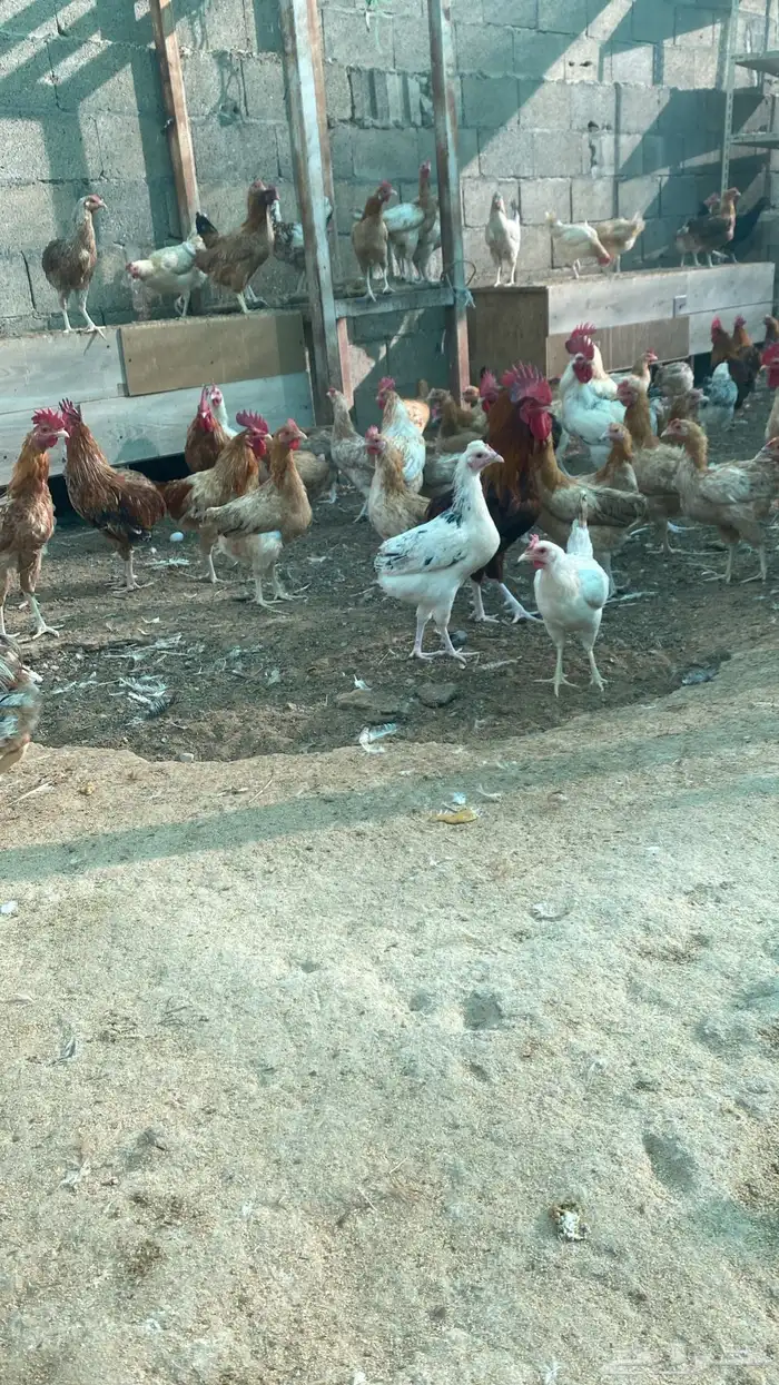 chickens 1500 pieces 5