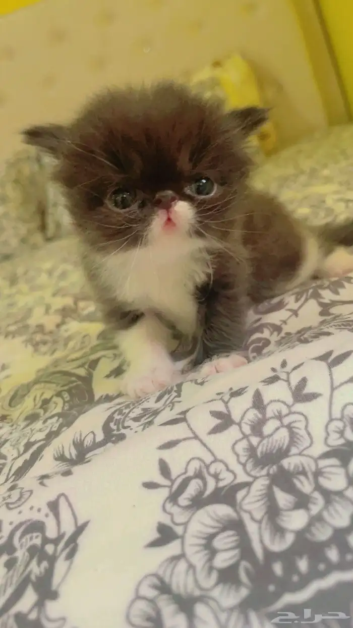 للبيع قطة الصغيرة نوع بيكي فيس العمر 60 يوم 0