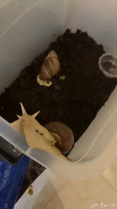 حلزون افرقي index