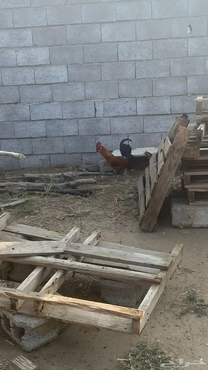 دجاج للبيع 2