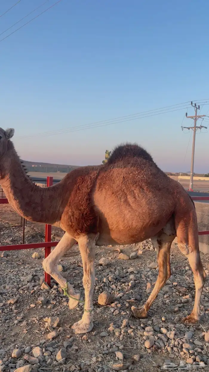 ناقة حايل مقفلة 0