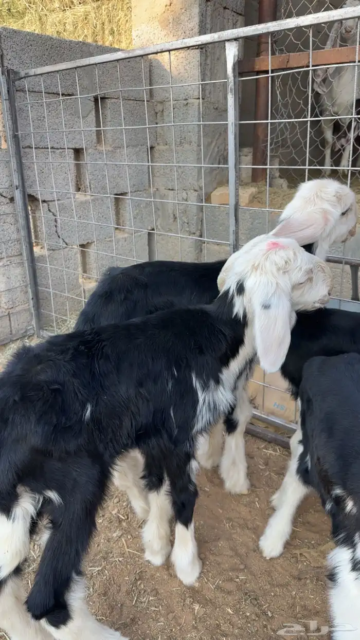 نجد دواغير 1