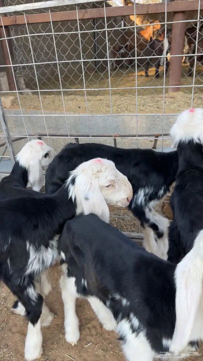 نجد دواغير 0