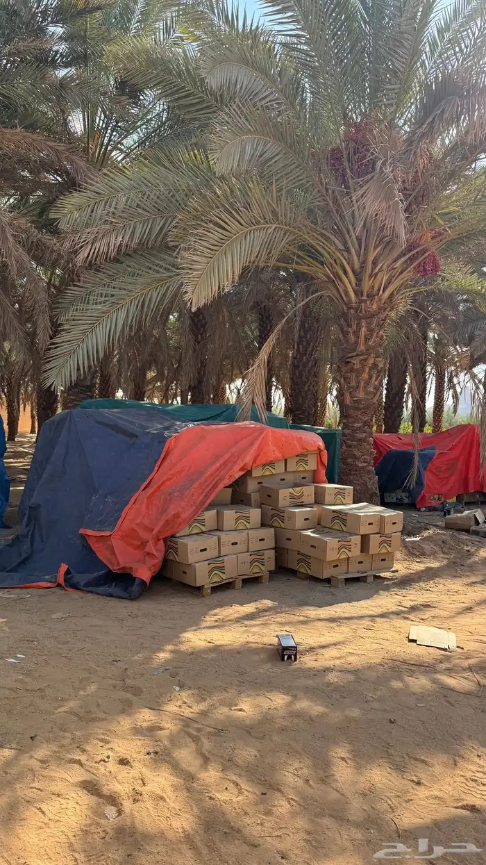 تمر برني عادي الحجر 0