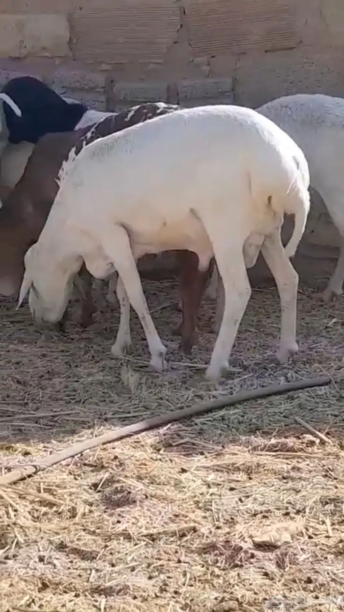 دوربر و برابر هجين بلدي بربري 2