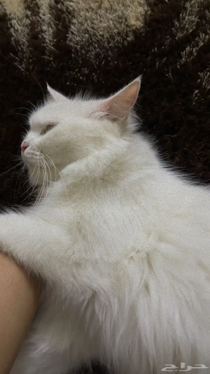قطط لتبني محايل عسير 0