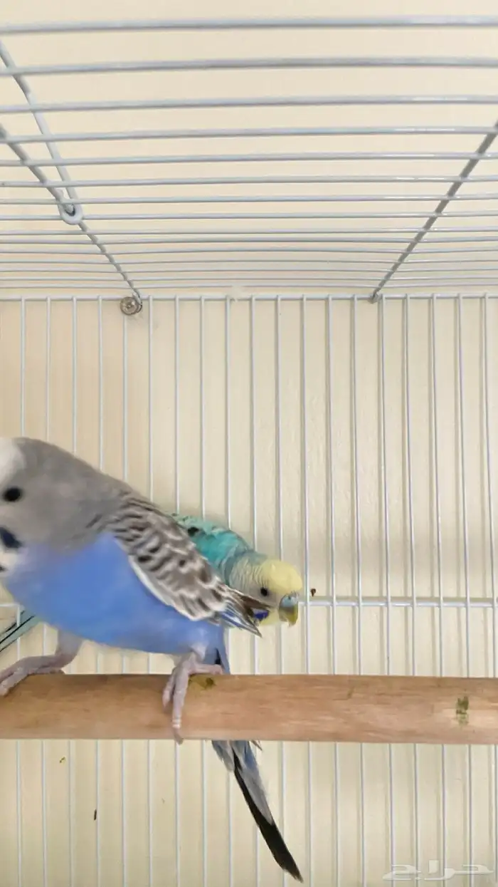 زوج طيور الحب بادجي متوالف وقريب انتاج شرط كل شي 4