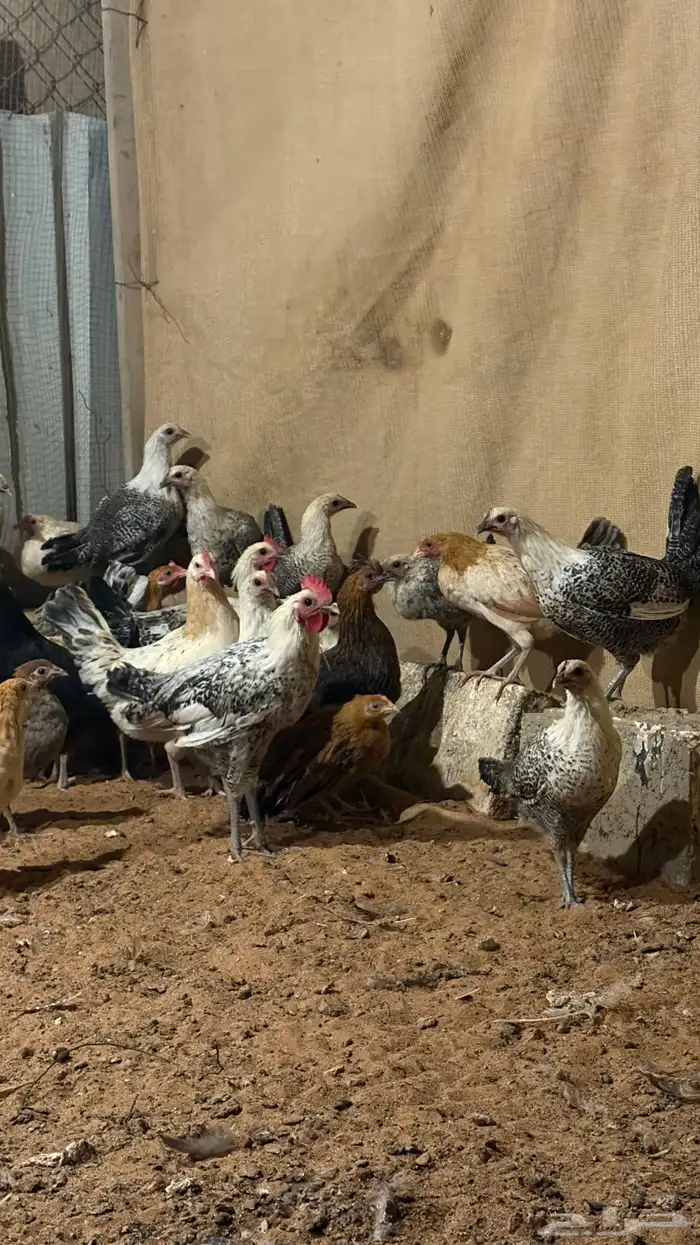 دجاج للبيع 2