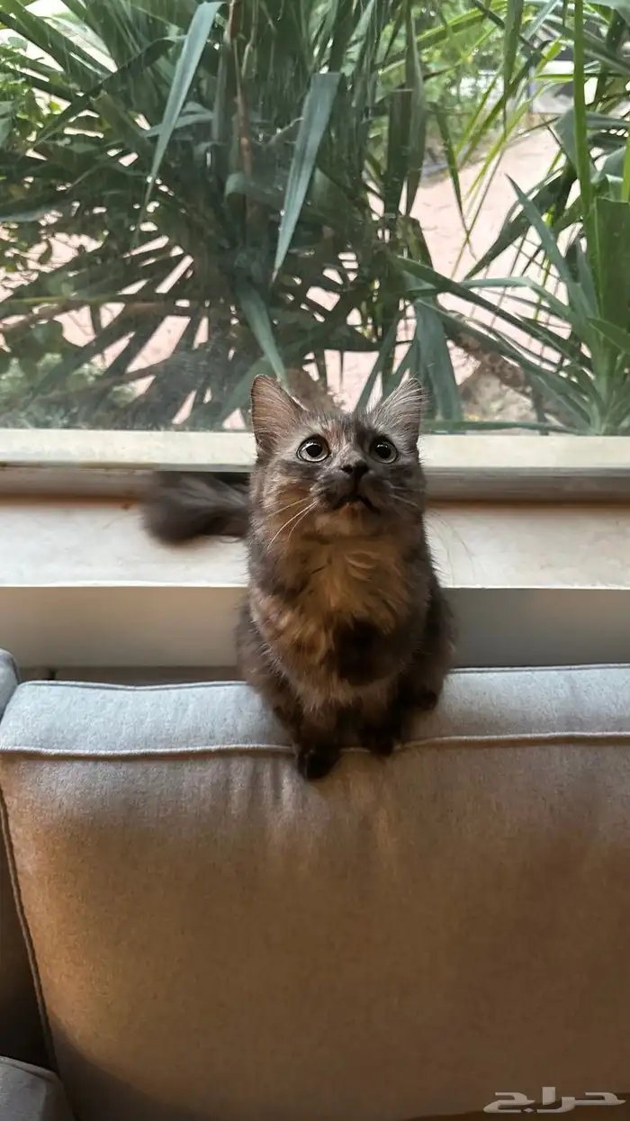 قطه للبيع مع جميع مستلزماتها 0