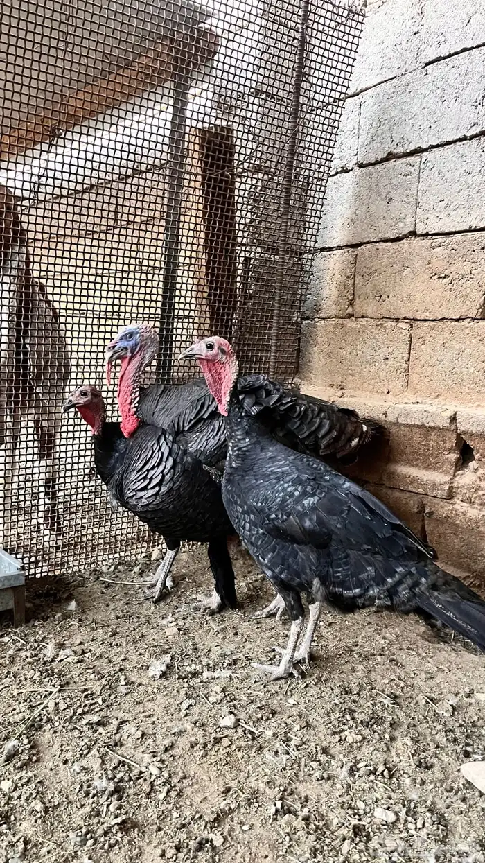 للبيع طقم رومي ملكي 0