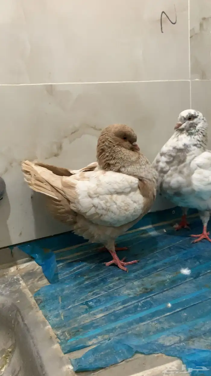 حمام كنق شرط انتاج ومستوى سوبر سوبر جامبو 4