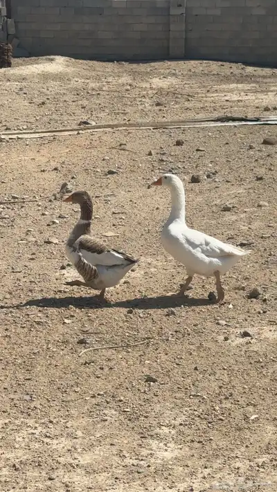 زوج وز   بط للبيع index