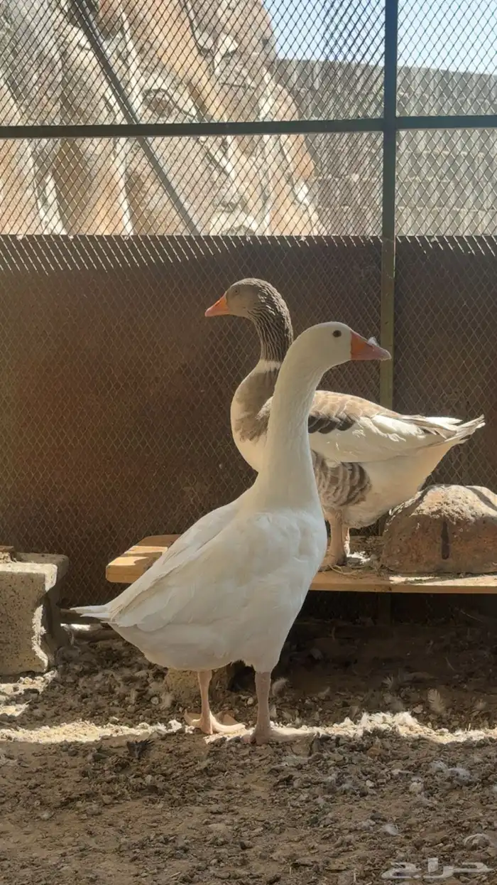 زوج وز   بط للبيع 0