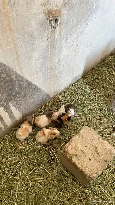 وبران بلدي و أمريكي index