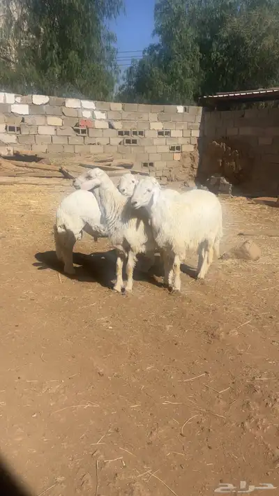 خرفان جبره. كفو index