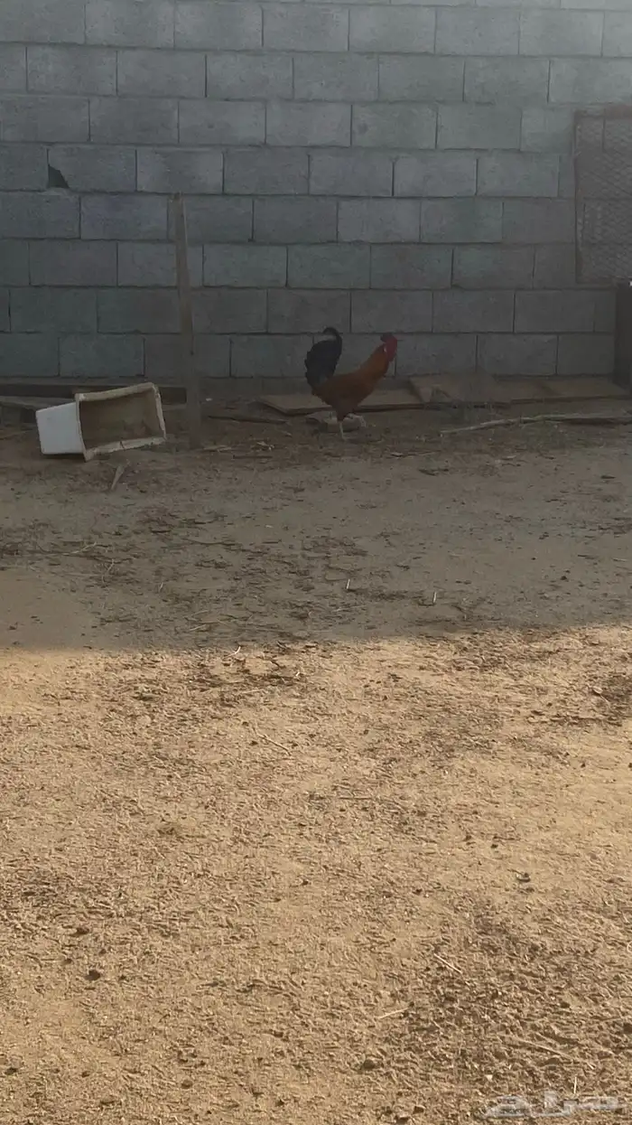 دجاج للبيع 4