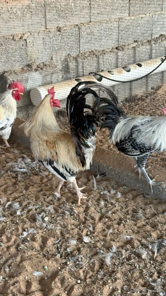 دجاج بياض وديوك 7