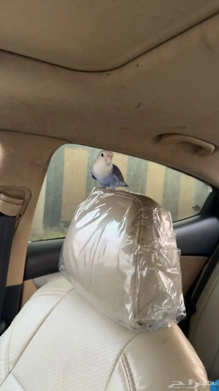 طير روز اليف ذكر 0