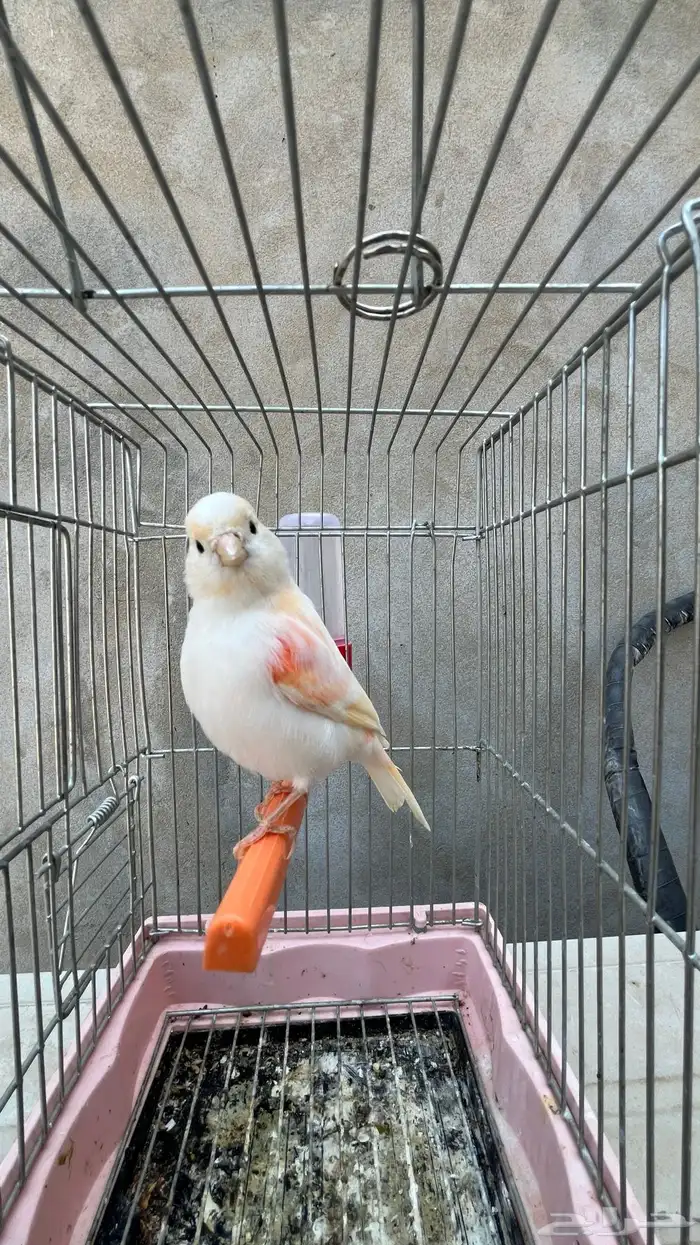 ماشاءالله أنثى كناري رد فاكتر 0