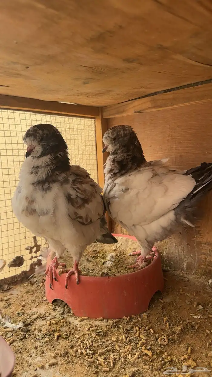 اجواز كنوق فاخرر 7