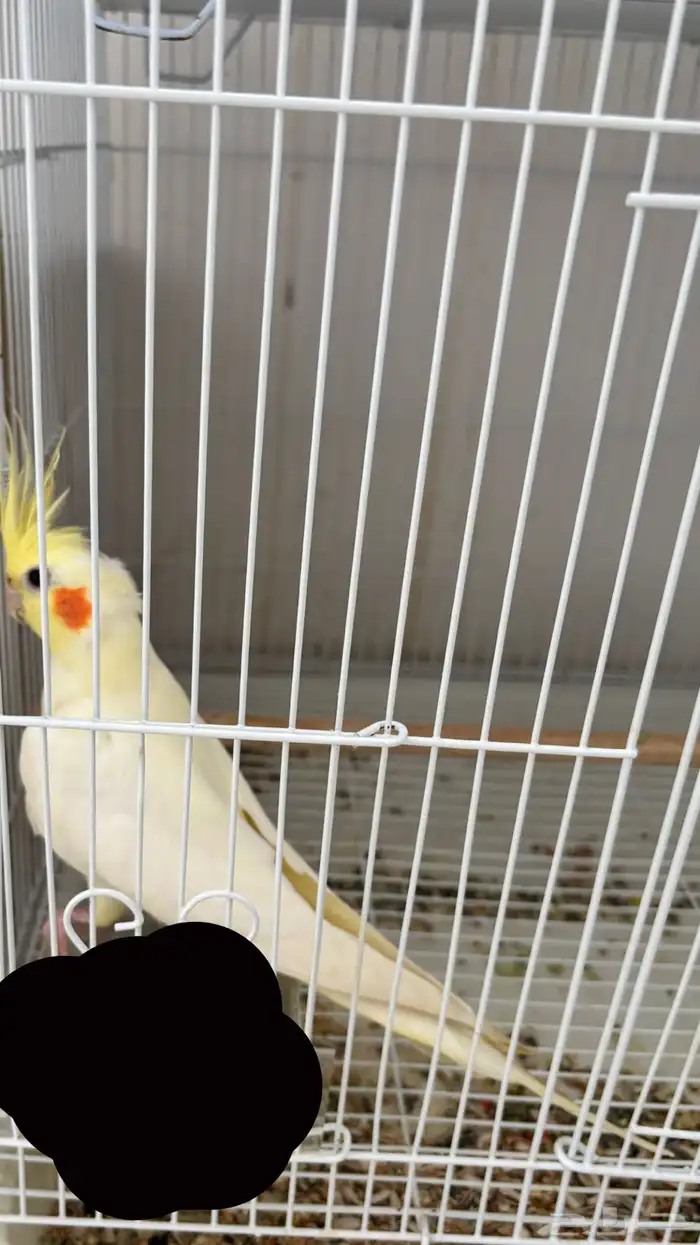 ذكر كروان جاهز للإنتاج 2