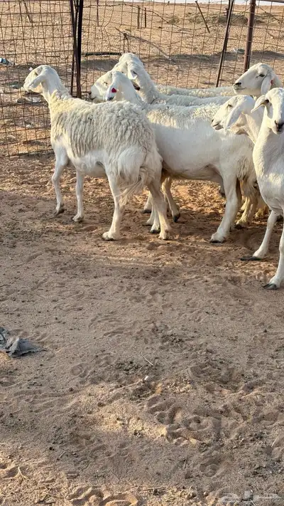 حريات حرش مضاريع index