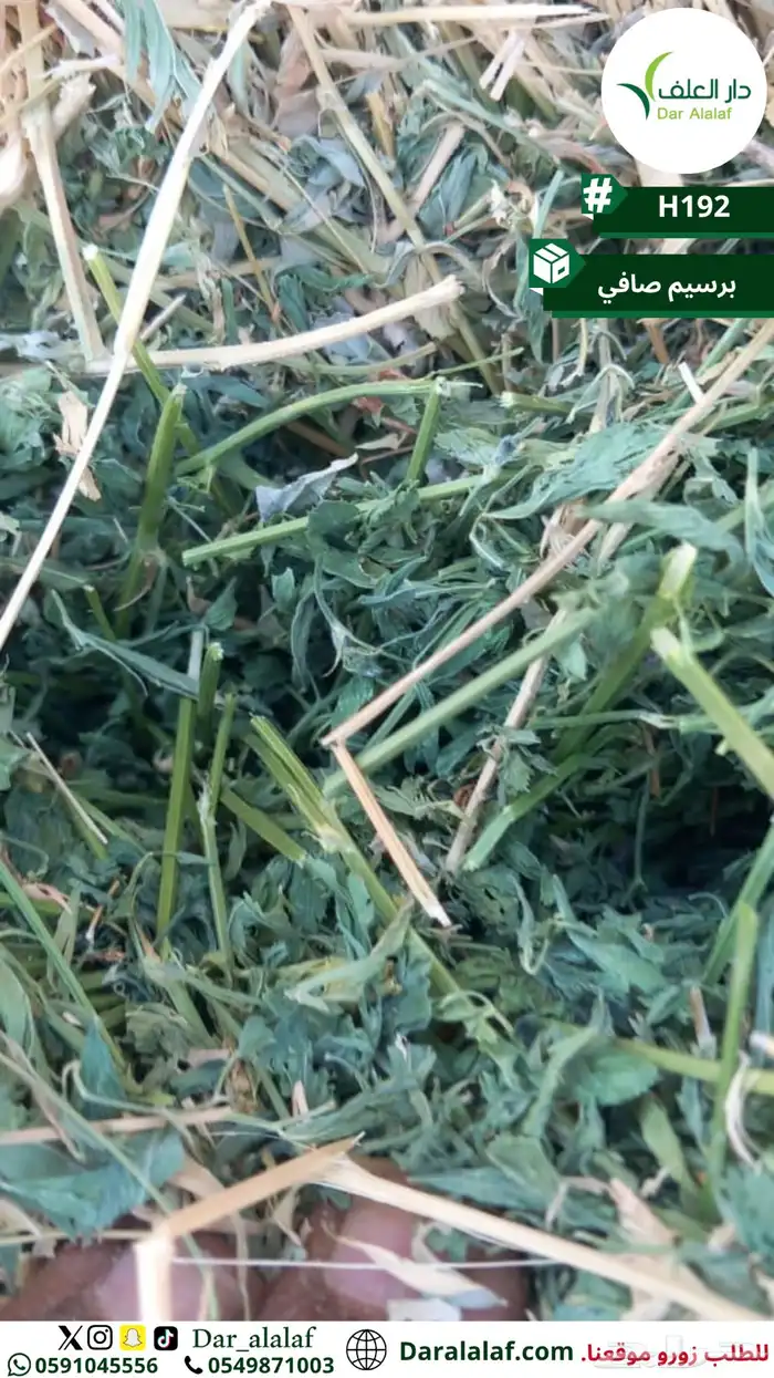 برسيم صافي 3