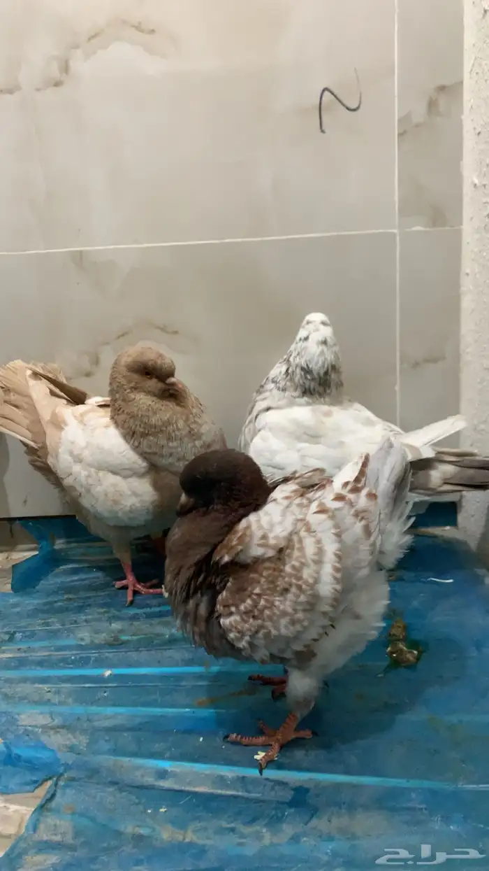 حمام كنق شرط انتاج ومستوى سوبر سوبر جامبو 0