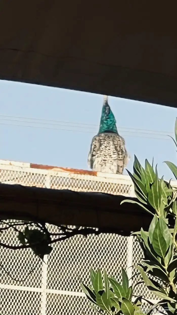 طاووس جوز بلاك شولدر للبيع في بيشة 10