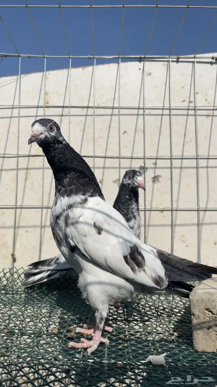 حمام باكستاني 3