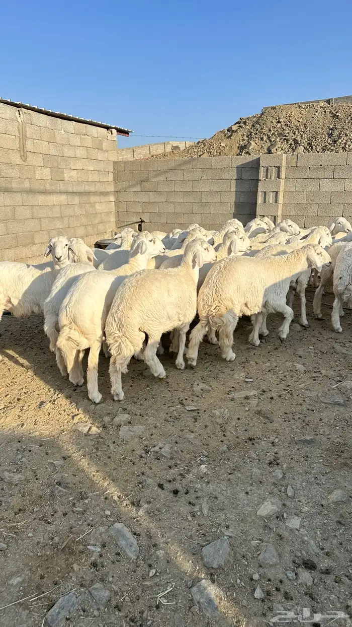 طليان جبره 6