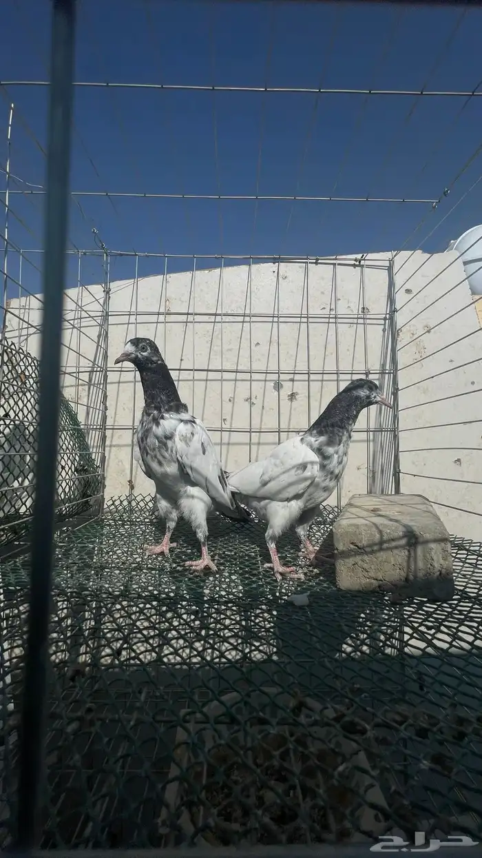 حمام باكستاني 0