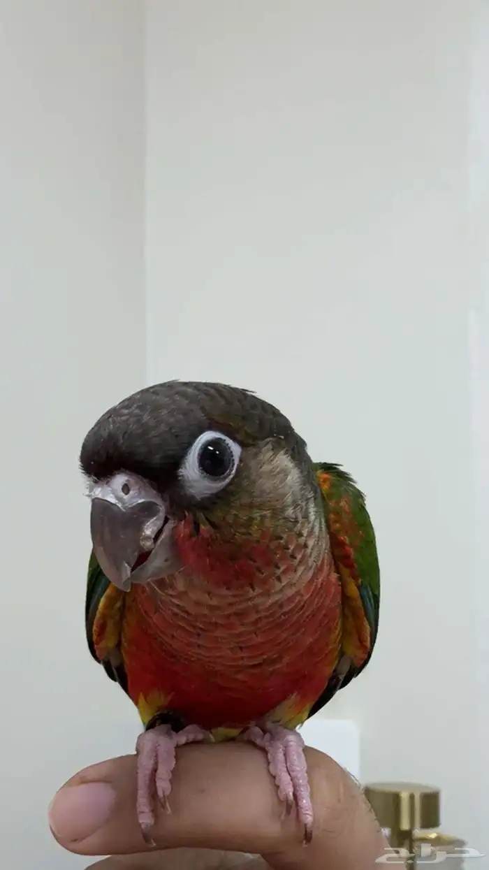 كنيور دبل رد فاكتور ( تم البيع خارج الموقع ) 4