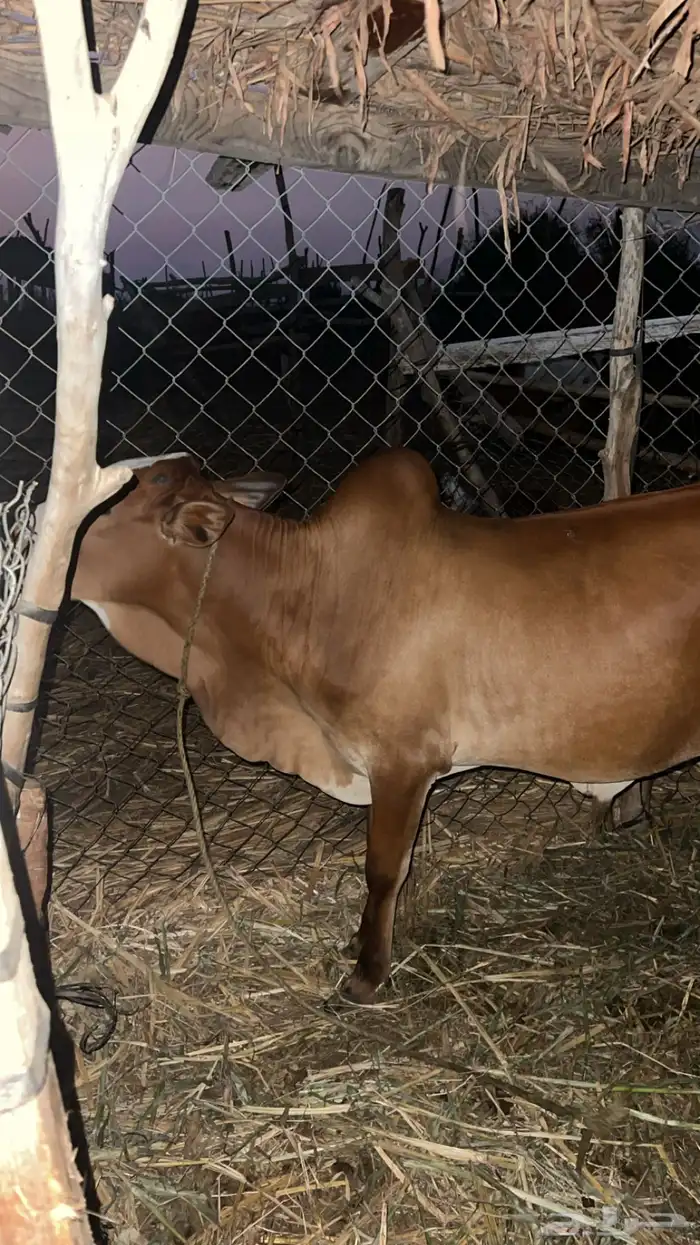 حسيل بلدي شرط عمره 9شهور لبن وقصب 0