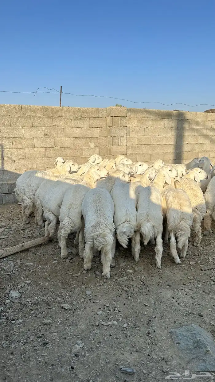 طليان جبره 4