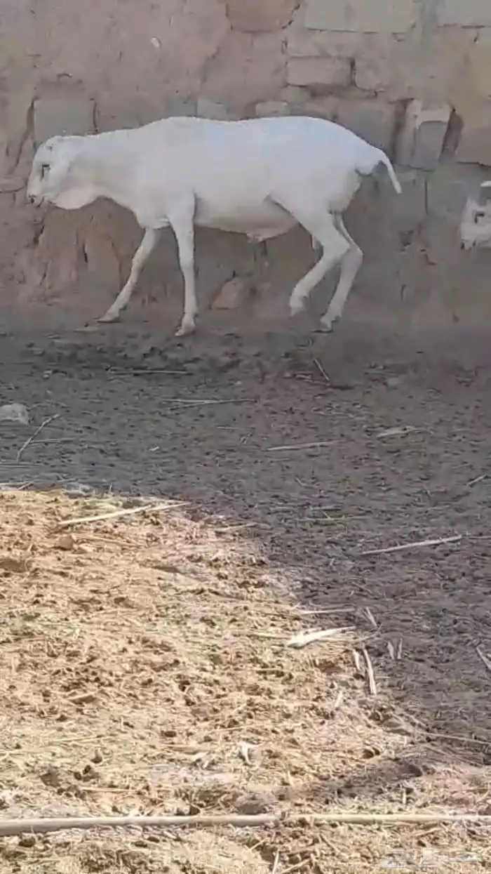 دوربر و برابر هجين بلدي بربري 5