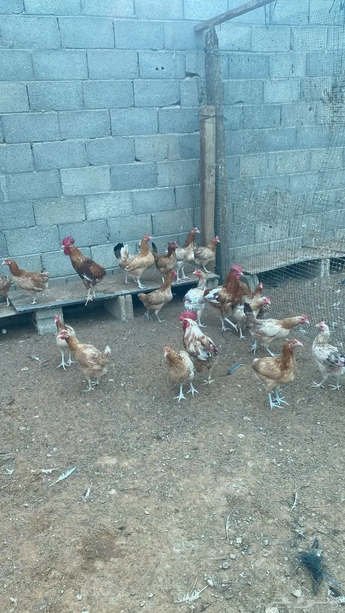 chickens 1500 pieces 14